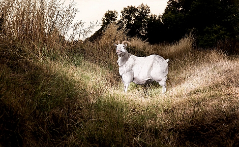 Fotografie zrcadlem obézní společnosti