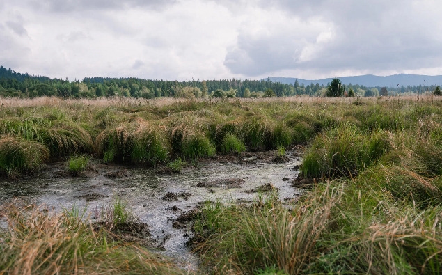 Revitalizace rašelinišť a mokřadů v Národním parku Šumava